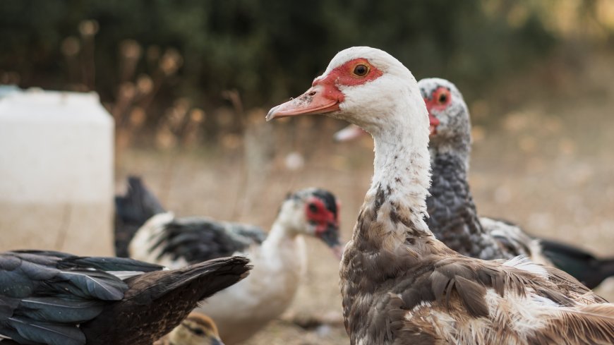 Diefstal van 20 eenden in ren te Hamptoncourtpolder; nog geen verdachten aangehouden